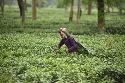 NEC Calls for Infrastructure, Value Addition to Raise Nagaland Coffee Farmers’ Incomes