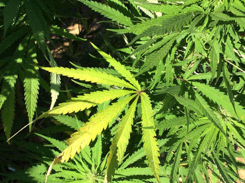 Ganja Worth Over Rs 2.37 Crore Found Hidden Among Cotton Crops in Gujarat, Four Arrested